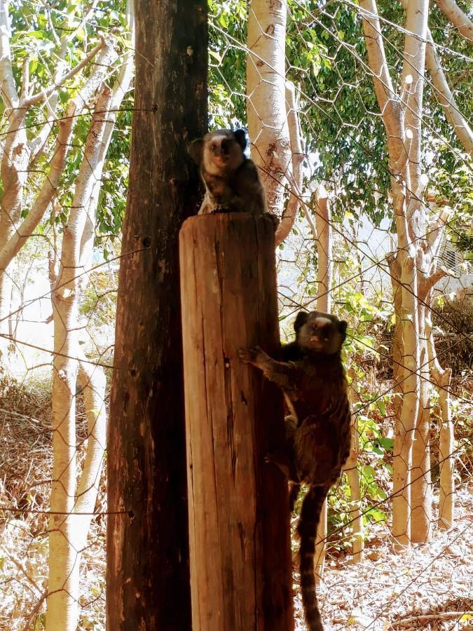 Pousada Fenix Pirenópolis エクステリア 写真